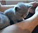 Фото в Домашние животные Услуги для животных Вязка с Шотландским Прямоухим Опытным котом в Москве 2 000