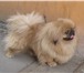 Фото в Домашние животные Вязка собак Опытный кобель пекинеса приглашает девочек в Кургане 0