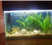 Фотография в Домашние животные Рыбки продам аквариум на 20 литров с рыбками,с в Курске 5 000