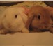 Foto в Домашние животные Другие животные Продаю крольчат породы карликовый вислоухий в Москве 1 500