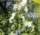 Изображение в Недвижимость Сады Продам садовый участок 10 соток с домиком в Уфе 400 000