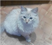Фото в Домашние животные Потерянные пропал кот,в 1 квартале,свердлова 37,откликается в Тольятти 0