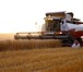 Фотография в Прочее,  разное Разное Компания на постоянной основе закупает: пшеницу в Краснодаре 10 000