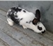 Фото в Домашние животные Другие животные Продаются кролики на племя: помесь, от 2 в Калуге 400