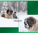 Foto в Домашние животные Вязка собак Предлагается для вязки длинношерстный сенбернар. в Пензе 15 000