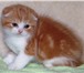 Шотландские котята - вислоухие и прямоухие 226257 Скоттиш фолд фото в Костроме