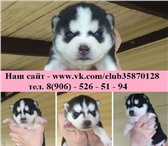 Хаски великолепные щенки в продаже 4235463 Сибирский хаски фото в Чебоксарах
