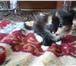 Изображение в Домашние животные Отдам даром Отдам в добрые руки котят, возраст один месяц, в Томске 0