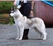 Изображение в Домашние животные Вязка собак Прекрасный представитель породы, красавец, в Владивостоке 0