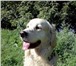 Фото в Домашние животные Услуги для животных Предлагается передержка для некрупной собаки в Москве 300