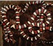 Foto в Домашние животные Другие животные Краснодарский питомник рептилий и экзотических в Краснодаре 3 000