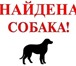 Фото в Домашние животные Потерянные Мурманск. найдена собака. Ленинский район, в Москве 0