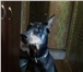 Изображение в Домашние животные Вязка собак Девочка доберман ищем породистого мальчика в Орехово-Зуево 10