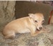 Фотография в Домашние животные Вязка собак Девочка ищет жениха для вязки,шерсть у неё в Прокопьевске 0