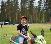 Фотография в Домашние животные Другие животные Подарите ребёнку незабываемый праздник. Пригласите в Санкт-Петербурге 3 000