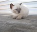 Фото в Домашние животные Отдам даром Три котенка месяц от роду; светлая девочка в Северске 0