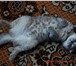 Фото в Домашние животные Вязка Моя кошечка ждёт котика скоттиш-страйт прямоухого в Ликино-Дулево 1 000