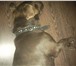 Foto в Домашние животные Найденные В декабре 2013 найдена собака,породы лабрадор в Чите 0