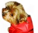 Фотография в Домашние животные Товары для животных Распродажа одежды для собак от URBAN DOGS. в Москве 400