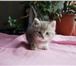 Изображение в  Отдам даром-приму в дар В добрые руки три котенка необыкновенной в Гатчина 0