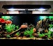 Изображение в Домашние животные Рыбки Аквариумы в Сочи на заказ. Любые цвета и в Сочи 1 000