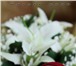 Фото в Развлечения и досуг Организация праздников Свадебная фотосъемка. - Художественная обработка в Саранске 15 000