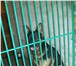 Foto в Домашние животные Услуги для животных Оказываем услуги - ГОСТИНИЦЫ для СОБАК  (кормление, в Белгороде 300