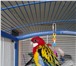 Изображение в Домашние животные Птички Продаю молодую пару попугаев «пестрых розелл» в Санкт-Петербурге 4 600