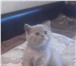 Продам британских котят 2938082 Британская короткошерстная фото в Магнитогорске