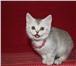 Шикарные котята 2544584 Британская короткошерстная фото в Санкт-Петербурге