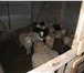 Фотография в Домашние животные Другие животные Частная ферма предлагает баранчиков живым в Москве 160