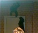 Фото в Домашние животные Вязка собак Ищем для случки собачку. Наш кобель чистокровный, в Красноярске 0