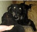 Фото в Домашние животные Отдам даром Отдам щенка (девочка), около 4 месяцев. Чистокровный в Владивостоке 0
