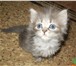 Котята 2029786 Сибирская фото в Барнауле