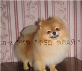 Фотография в Домашние животные Вязка собак Кобель хорошего типа, наполненная короткая в Москве 6 000