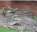 Foto в Домашние животные Другие животные Краснодарский питомник рептилий и экзотических в Волгограде 3 000