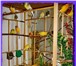 Изображение в Домашние животные Птички Канарейку купить,  продам (самцы) певчие, в Москве 0