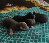 Продаются щенки КХС, Дата рождения 16, 02, 2011г, Отец щенков - АСТЕР ЭЙМОС ЖАРКИЙ ПОЦЕЛУЙ - Юный Чем 67532  фото в Красноярске