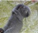 Продаются Шотландские котята 1129103 Скоттиш фолд фото в Улан-Удэ