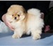 Померанский миниатюрный шпиц 2722960 Померанский шпиц фото в Москве