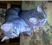 Изображение в Домашние животные Отдам даром Отдам очаровательных котят в добрые руки в Тамбове 0
