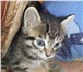 Отдам забавного Котенка в добрые руки, 1146836 Сиамская фото в Улан-Удэ