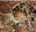 Изображение в Домашние животные Вязка КОТ БРИТАНЕЦ 3года, ищет кошечку для вязки! в Пушкино 10