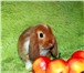 Изображение в Домашние животные Грызуны Питомник декоративных кроликов «Пушистое в Москве 5 000