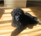 Продаю щенка малого пуделя, возраст 7 месяцев, кобель чёрного цвета, все прививки, документы, о ченьпер 68002  фото в Самаре