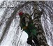 Фотография в Авторынок Разное Оказываем услуги по удаление деревьев частями в Москве 2 500