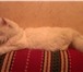 Foto в Домашние животные Вязка Предлагаем на вязку персидского кота, окрас в Москве 1 500