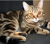 Изображение в Домашние животные Вязка Британский котик скоттиш-страйт окрас &quot;чёрный в Тольятти 5 000