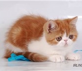 Продаю экзотических плюшевых котят современного типа, кошечка окраса красный мрамор с белым, котик 69351  фото в Москве