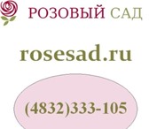 Foto в Развлечения и досуг Разное Доставка цветов в Брянске &quot;Розовый сад&quot;. в Брянске 0